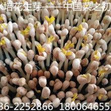 佛手瓜价格今日济南行情,价格波动及市场动态一览
