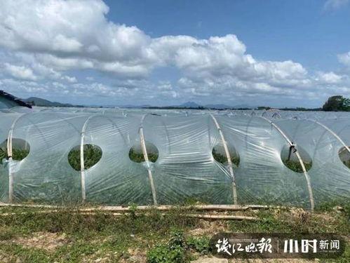 海南二瓜今日价格行情,涨跌波动，市场动态一览