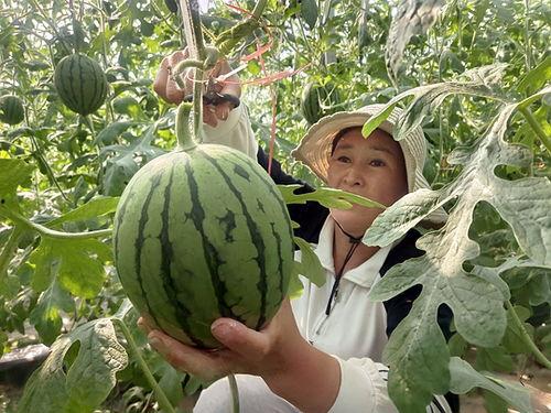 郑州中牟吊瓜今日价格,新鲜上市，实惠抢购！