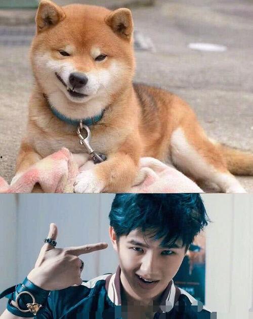 犬系明星网红是谁,揭秘网络红犬的成名之路