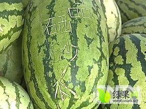 宁夏今日茭瓜价格,品质优价实惠