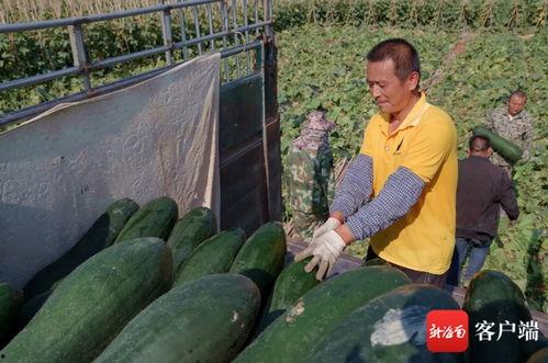 崖城今日瓜菜价格行情,新鲜实惠，市民抢购热潮