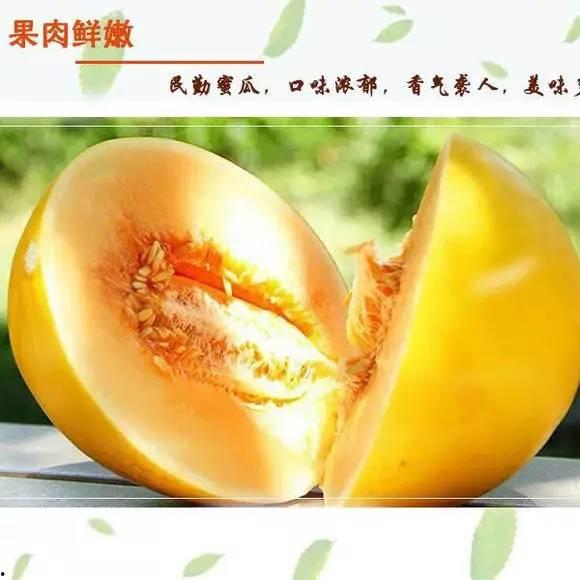 今日蜜瓜的价格,甜蜜来袭，品味夏日清新