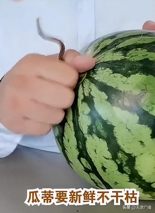 今日头条最甜的瓜,最甜瓜子的甜蜜故事