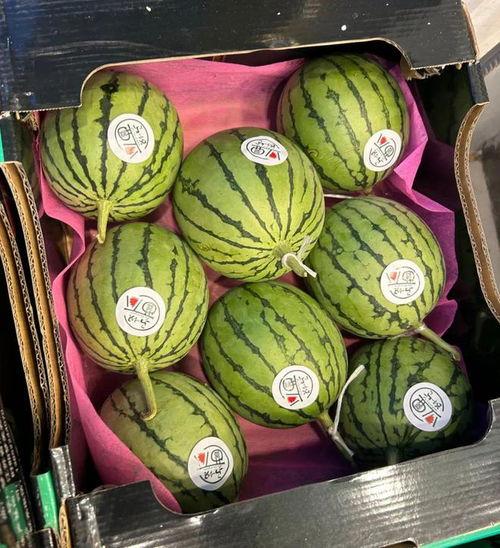 无籽麒麟瓜今日报价,新鲜上市，品质保证