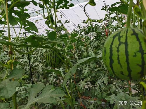 小吊瓜西瓜今日行情,价格波动与市场动态一览”