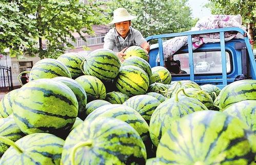 小吊瓜西瓜今日行情,价格波动与市场动态一览”