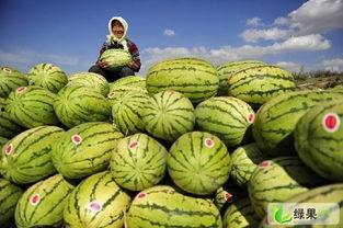今日新发地硒砂瓜批发价,品质佳价优引关注”